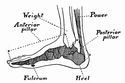 Fig. 6.—The bones forming the arch of the foot, seen from the inner side.