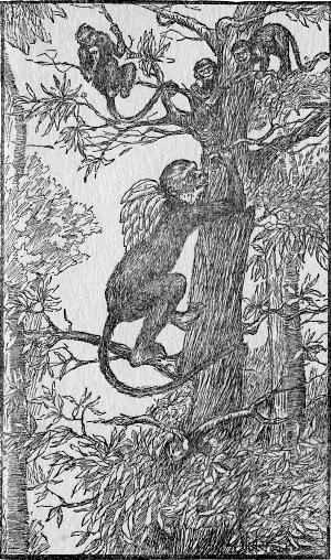 Mr. Monkey, with a bunch of bananas slung over his back,
came scrambling up to the tree-house. (Page 25)