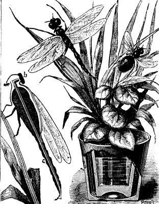  FIG. 2.—ELECTRIC INSECTS.