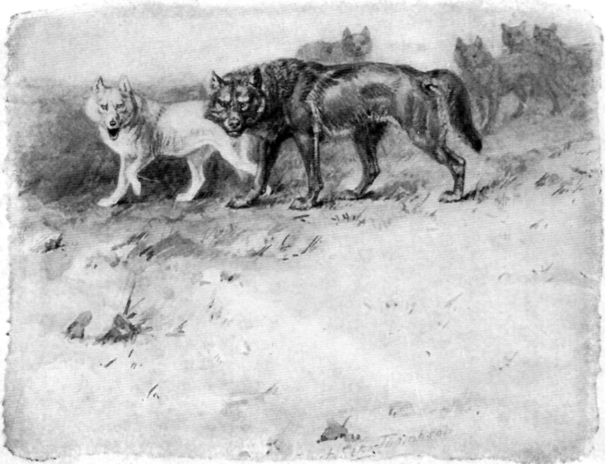 Seton's drawing of Lobo and Blanca