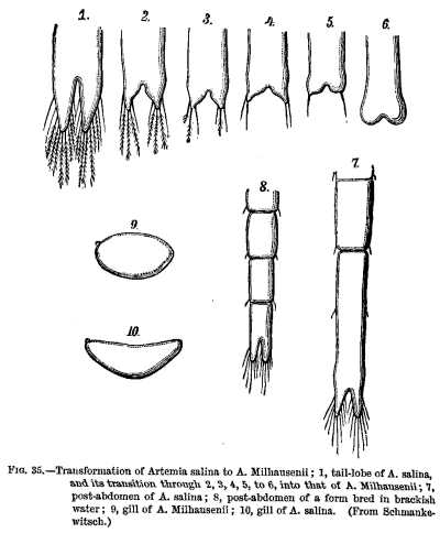 FIG. 35.—Transformation of Artemia salina to A. Milhausenii; 1, tail-lobe of A. salina, and its transition through 2,3,4,5, to 6, into that of A. Milhausenii; 7, post-abdomen of A. salina; 8, post-abdomen of a form bred in brackish water; 9, gill of A. Milhausenii; 10, gill of A. salina. (From Schmankewitsch.)