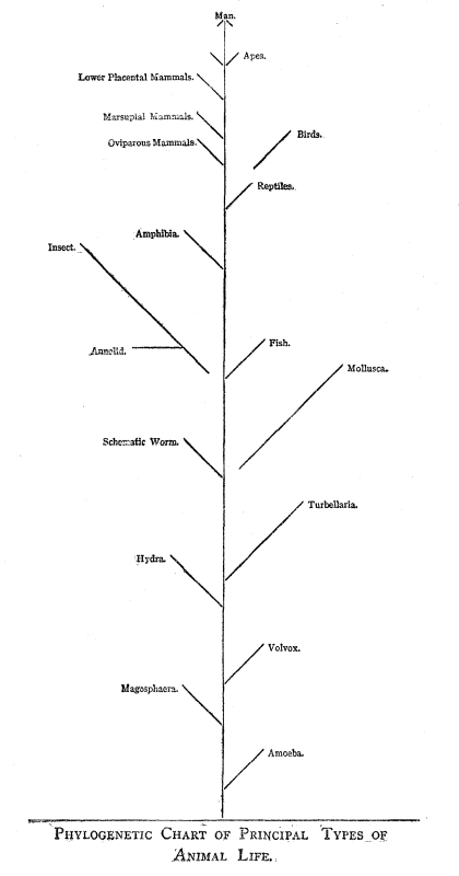 PHYLOGENETIC CHART OF PRINCIPLE TYPES OF ANIMAL
LIFE.