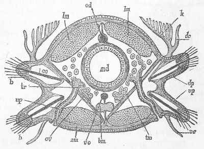 8. CROSS-SECTION OF BODY SEGMENT OF ANNELID. LANG.