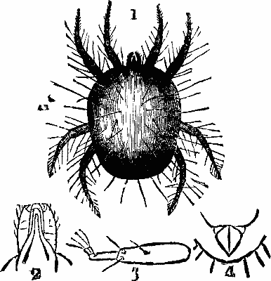 FIG. 1—Red Spider (magnified). A 1. Ditto