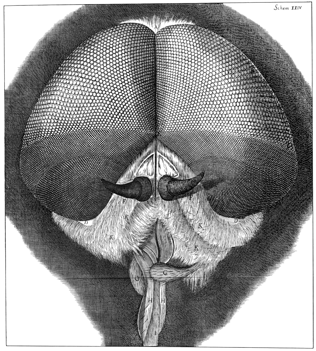 Robert Hooke Flea - 1200x944 PNG Download - PNGkit