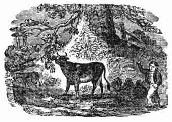 Illustration of a cow being driven by a boy.