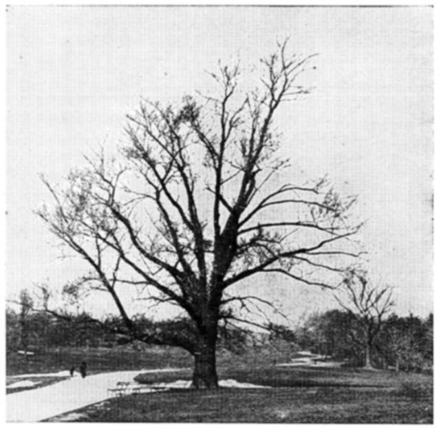 american elm tree identification. English Elm in Winter.