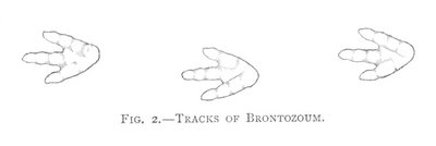 FIG. 2.—TRACKS OF BRONTOZOUM.