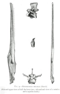 FIG. 4.—HESPERORNIS REGALIS (Marsh). FIG. 4.—HESPERORNIS REGALIS (Marsh).