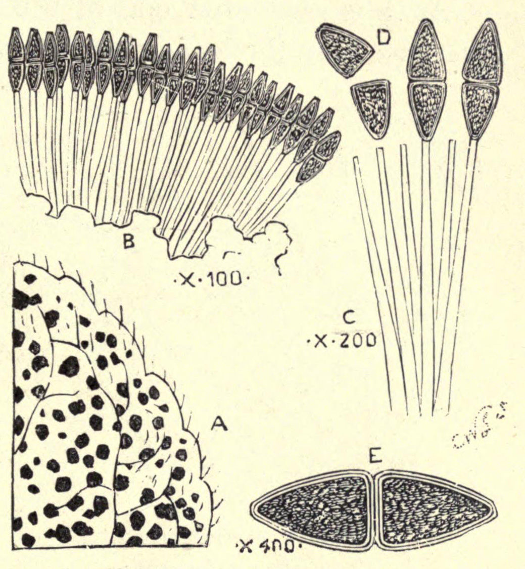 [Illustration: Fungus of Hollyhock]