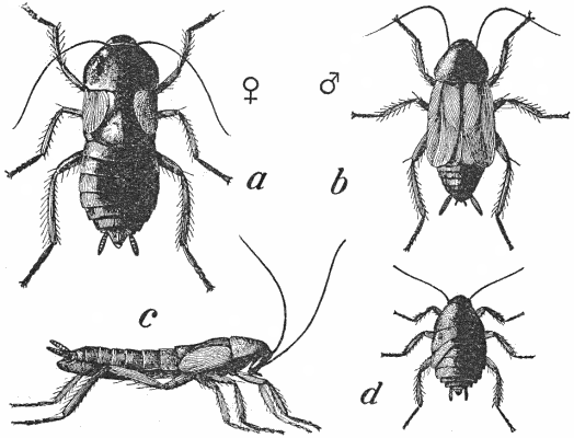 Common Cockroach (Blatta