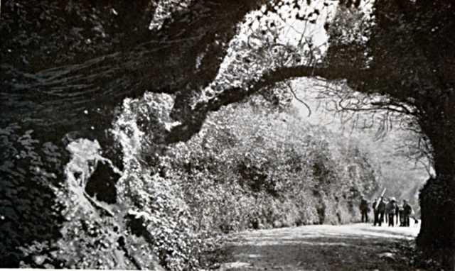 THE CREUX ROAD, Which leads straight up to the life and centre of the Island.