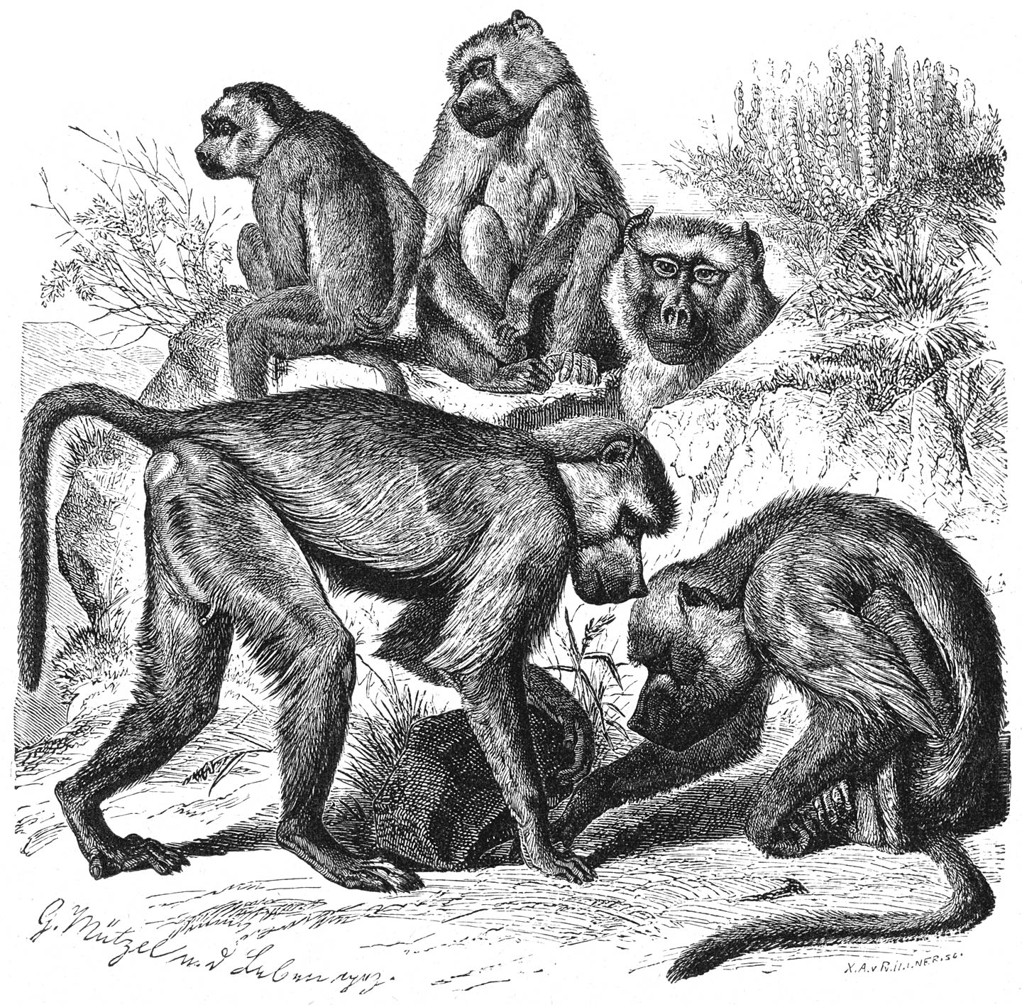 Gewone Baviaan of Baboeïn (Cynocephalus babuin). ¼ v.d. ware grootte.