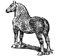 PERCHERON HORSE