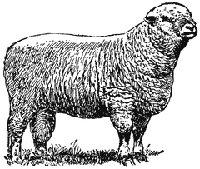 SHROPSHIRE SHEEP