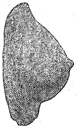 Fig. 548