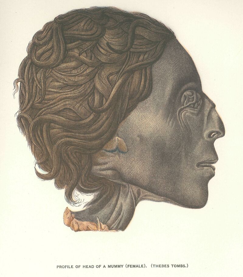104.jpg Profile of Head Of Mummy (thebes Tombs.) 