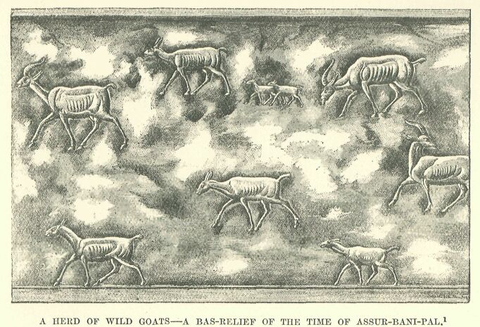290.jpg a Herd of Wild Goats--a Bas-relief Of the Time Of Assur-bani-pal 