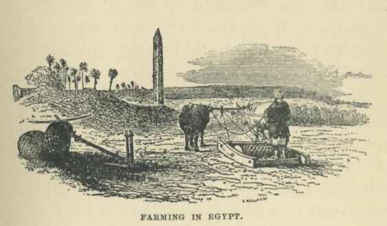 051.jpg Farming in Egypt 