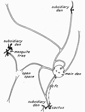 Fig. 3.—Diagram of the system of surface runways and subsidiary dens of Dipodomys
spectabilis spectabilis.