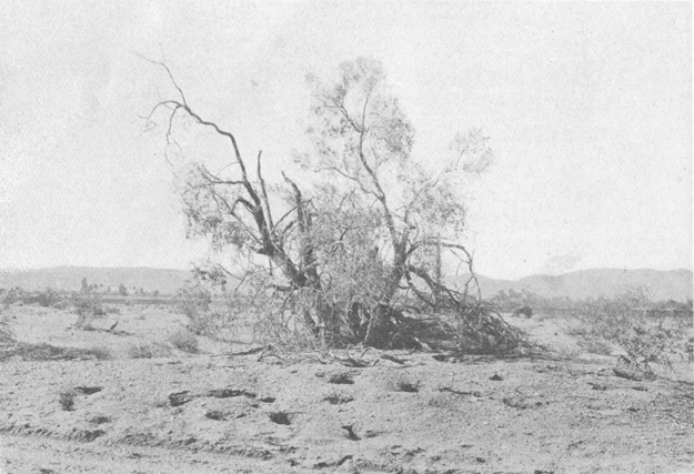 Plate III. Fig. 2.—Kangaroo Rat Mound (Dipodomys deserti).