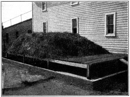 Fig. 9.--A maggot trap for house-fly control. View showing the concrete basin containing
water in which larvæ are drowned, and the wooden platform on which manure is
heaped. (Hutchison.)