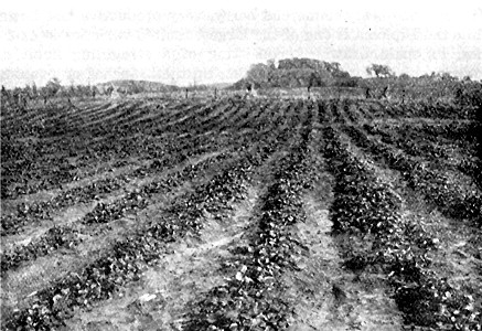 Field of No. 3 June-bearing strawberries at State
Fruit-Breeding Farm.