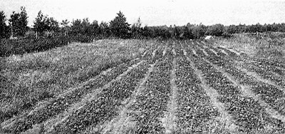 Strawberry field on place of A. N. Gray, at Bay Lake.
