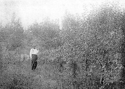 Jas. Arrowood in his trial orchard, at Nevis, in Northern
Minnesota.