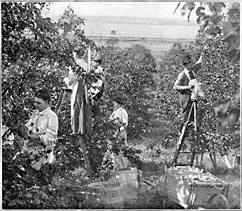 Gathering the apple crop in Harold Simmons'
orchard—at Howard Lake.