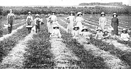 A productive strawberry field at P. H. Peterson's Atwater
fruit farm.
