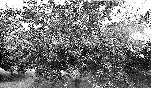 Wolf River apple tree twelve years old, bearing eighteen
bushels, in H. G. Street's orchard.