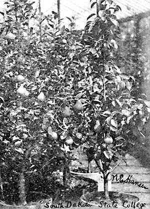 Crossing work in pears—view in Prof. N. E. Hansen's
Fruit-Breeding Greenhouse, State College, Brookings, S. D.