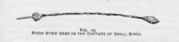 FIG. 40. PITCH STICK USED IN THE
CAPTURE OF SMALL BIRDS.