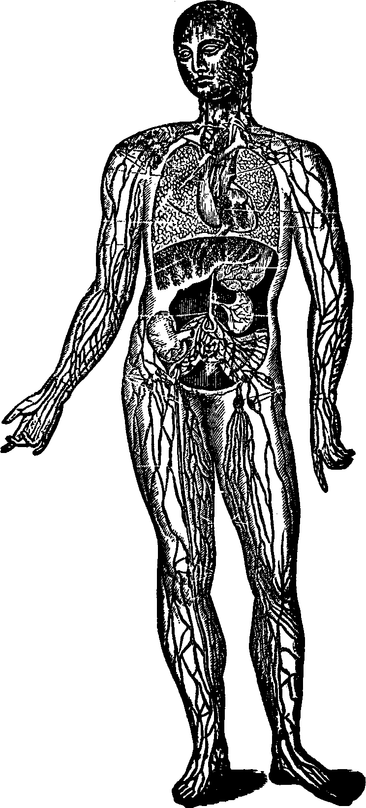 Illustration:
Fig. 36. A general view of the Lymphatic System.