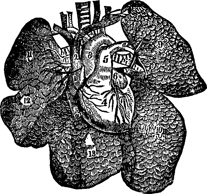 Illustration:
Fig. 44. A representation of the heart and lungs.
