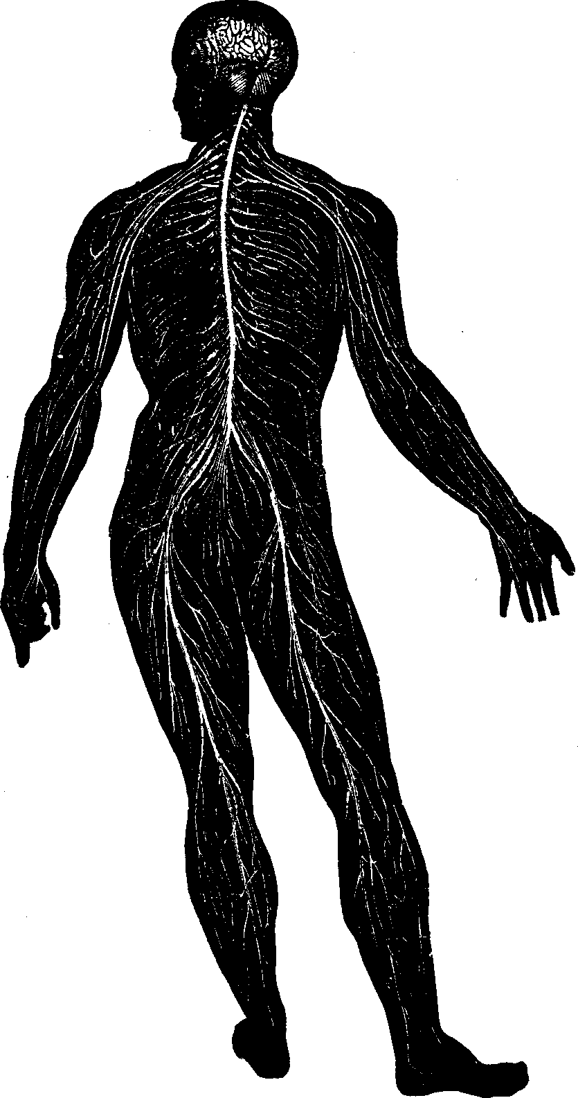 Illustration:
Fig. 54. The Nervous System.