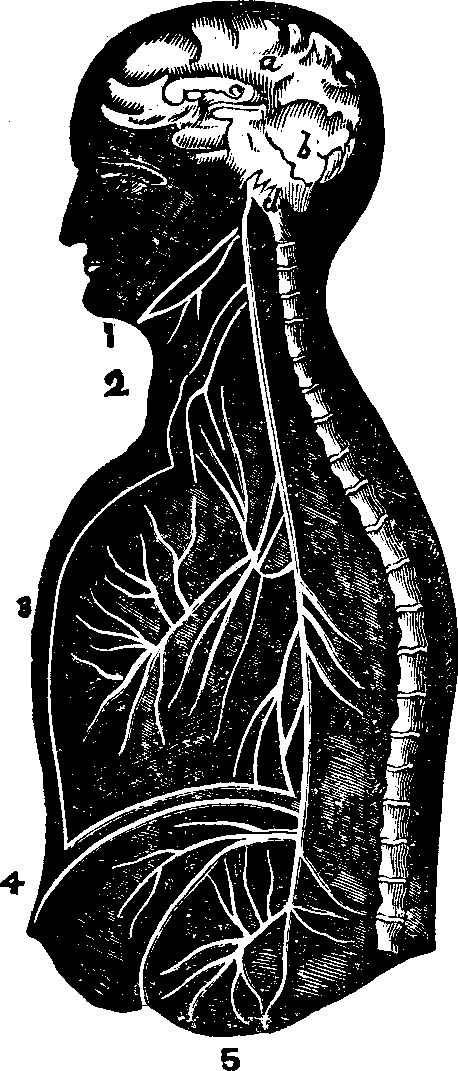 Illustration:
Fig. 60. Section of the brain and an ideal view of the pneumogastric nerve
on one side, with its branches, 
