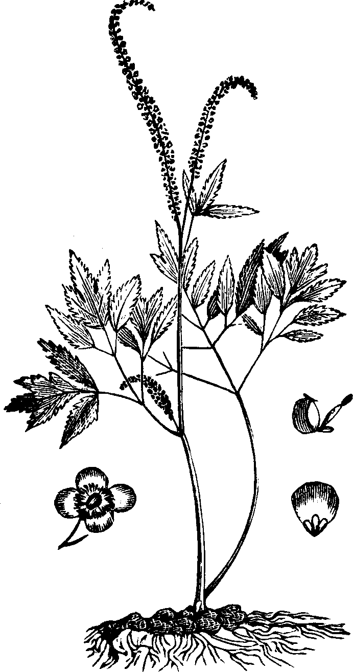 Illustration:
Fig. 114. Black Cohosh. 
