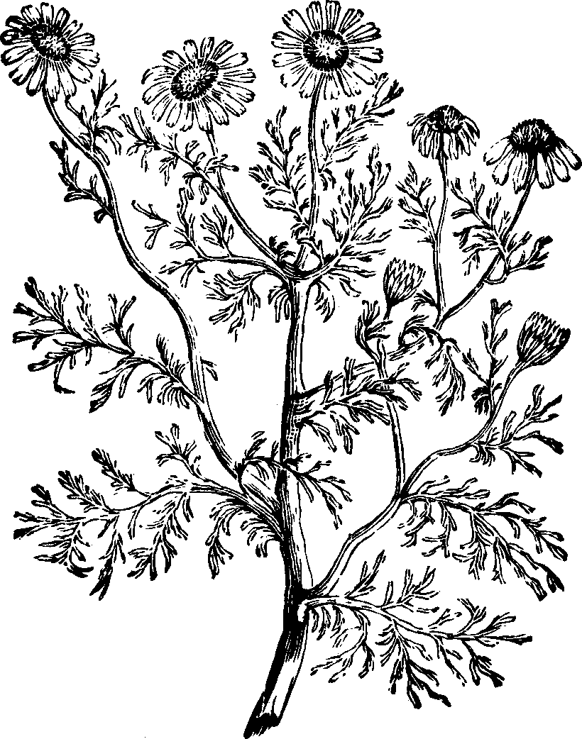 Illustration:
Fig. 129. May-flower. 