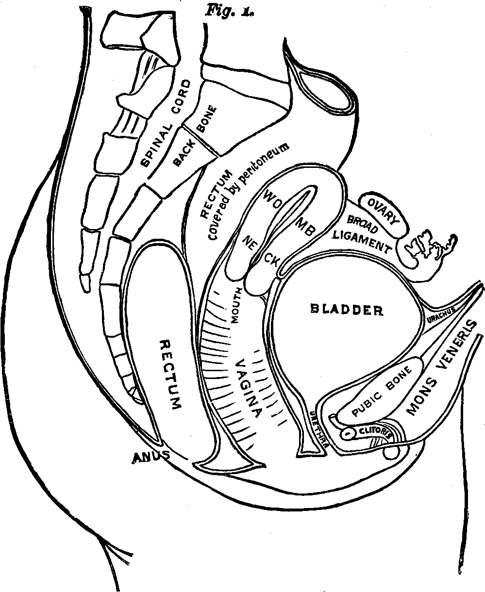 Illustration:
OUTLINE OF THE FEMALE URINARY AND GENERATIVE ORGANS.  The above cut is
introduced here to assist in conveying a correct idea of the Urinary and
Generative Organs of Woman, their form and relative positions, together
with the bones, muscles and other tissues forming the cavity of the pelvis
in which the organs rest, and by which they are protected. By dividing that
portion of the body directly through the middle from before backward, we
first cut through the cushion of fat (mons veneris) covering the pubic
bone, then in succession the bone, bladder, womb, vagina, rectum, front
half of spine, spinal marrow, rear half of spine, and lastly the muscles
and skin. Just underneath the bone in front is revealed that sensitive
organ, the clitoris, a facsimile of the male organ in miniature, the head
of which protrudes, while the body is covered with tissue, but is readily
traced with the finger. Further back is the urethra, or water passage,
which is one and a half inches long. Next is the vagina. When closed, its
mucous lining is folded in upon itself, and requires dilating in order to
be cleansed and to apply remedies. On the vagina rests the hollow,
pear-shaped womb, the small end of which protrudes into the vagina, and in
which is a small opening, leading through the neck into the cavity of the
organ. On either side of the womb, near its top, are the Fallopian tubes
leading to the ovaries, situated between the womb and hip bones. At every
menstruation these organs throw off a germ-cell, which passes through the
Fallopian tubes into the uterine cavity.