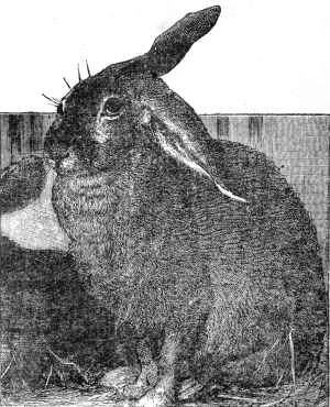 The pet rabbit