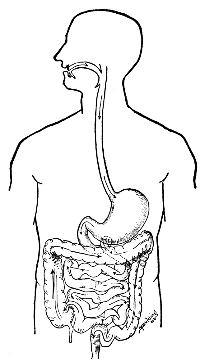 the digestive system diagram for kids. A diagram of the digestive