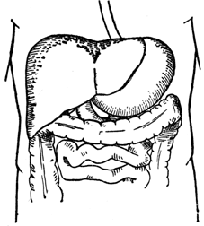 A diagram of the liver, stomach and colon.