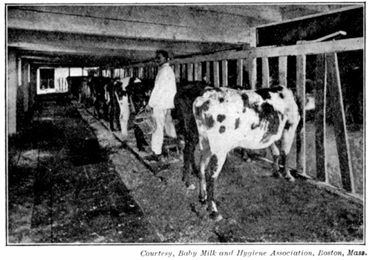 A photograph of cows in a barn.