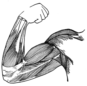A diagram of an arm with elbow bent.