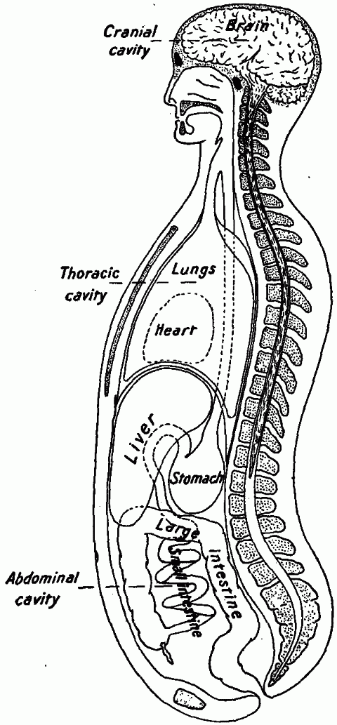 bony thorax diagram. 2—Diagram of a lengthwise