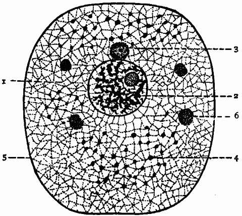 bony thorax diagram. 4—Diagram of a typical cell