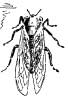 Friend Cicada