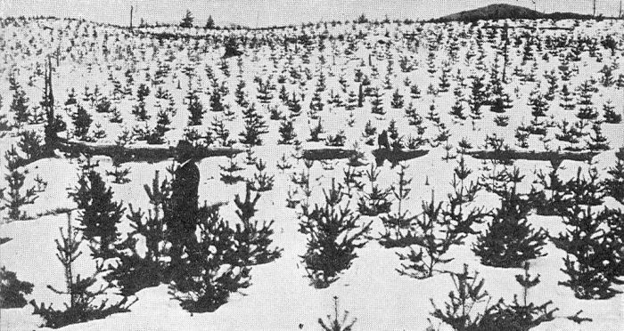 PLANTATION OF YOUNG TREES.
